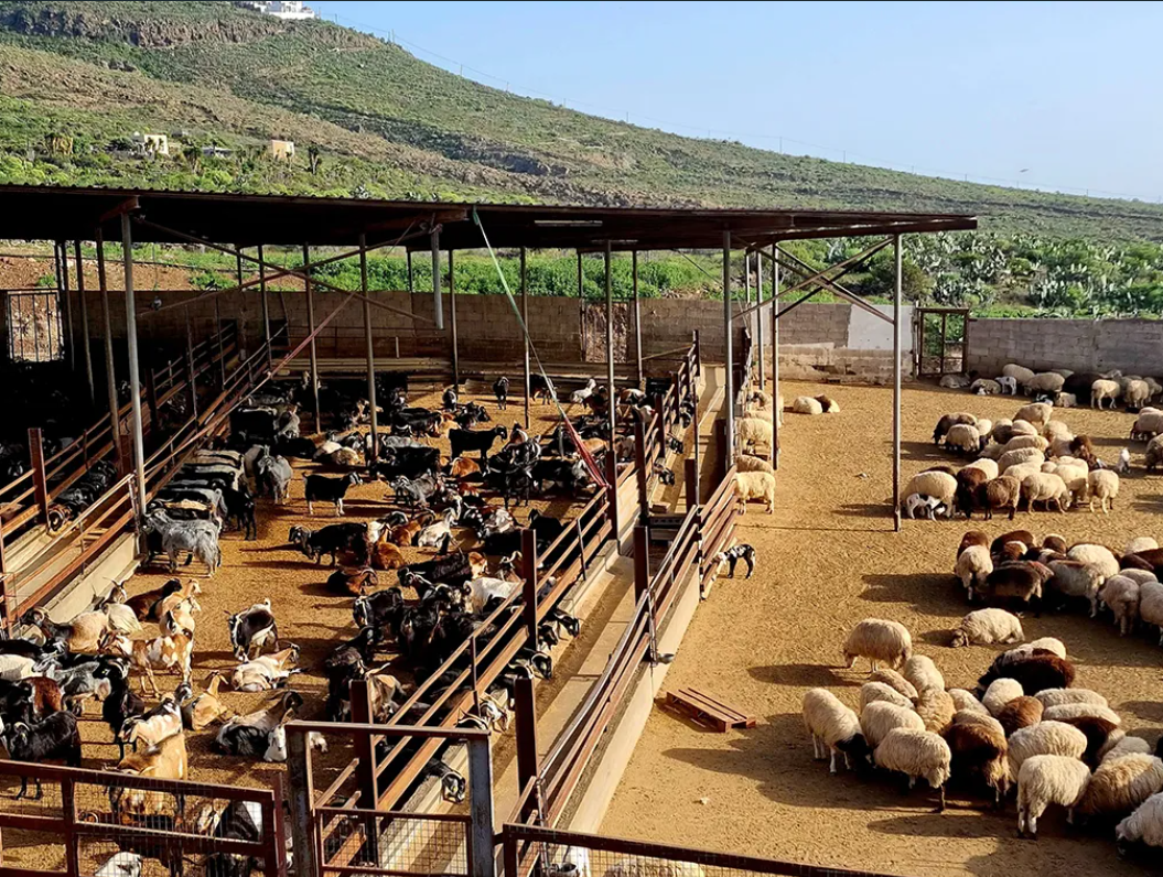 Quesería Montesdeoca  4